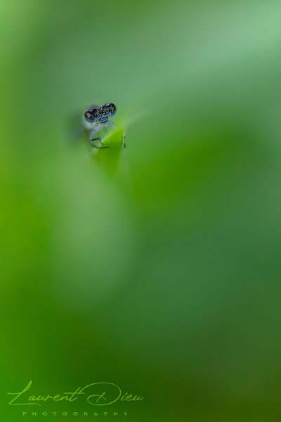 Agrion jouvencelle - Azuurwaterjuffer - Azure Bluet - Hufeisen-Azurjungf Canon EOS 5DsR - Canon EF 100mm Macro L IS USM